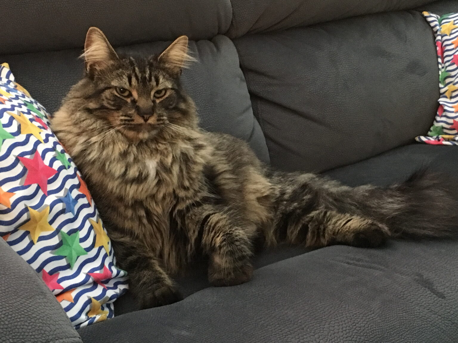 Jack the Handsome Cat — The Waters of Sailor’s Cap