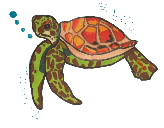 Jackie Marenda turtle